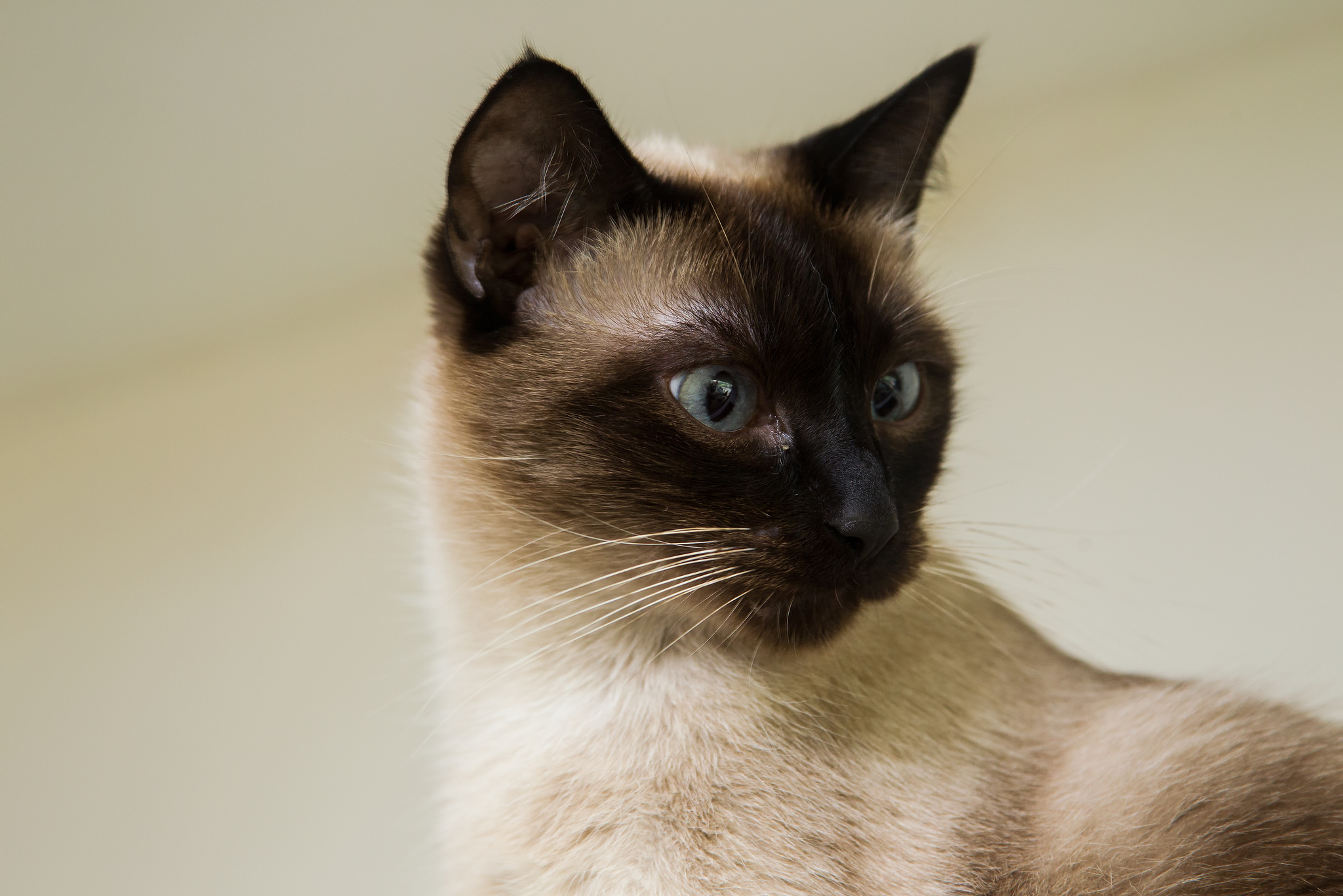 Choupon, Siamese cat